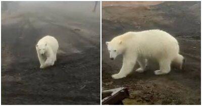 Жительница российского села прогнала белого медведя - mur.tv - Россия