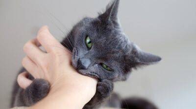 Что делать, если укусила кошка? - mur.tv