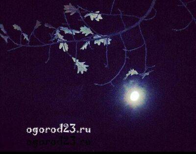 Луна в октябре 2022 года, рекомендации садоводам и огородникам, календарь - sadogorod.club