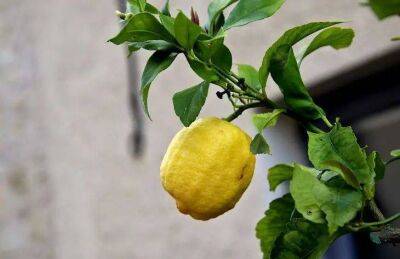 Елен Гутыро - Как и чем оживить домашний лимон, если растение отказывается расти и плодоносить - sadogorod.club