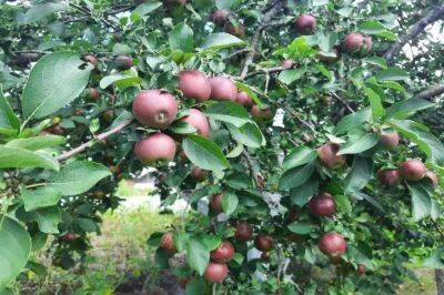 Елен Гутыро - Можно ли использовать гнилые яблоки как удобрение: явные ошибки огородников - sadogorod.club
