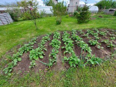 Марин Михалап - Чем опытные огородники посыпают почву осенью, чтобы она стала более плодородной - sadogorod.club