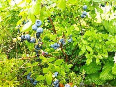Голубика на подоконнике: как выращивать ягоды круглый год - sadogorod.club