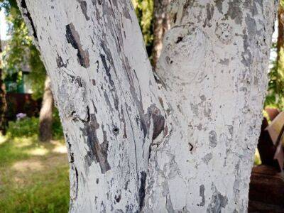 Как правильно белить деревья осенью: экономия раствора и обеспечение защиты растений - sadogorod.club