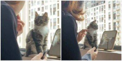 “Дай и мне попробовать!”: кошка учится у хозяйки краситься - mur.tv