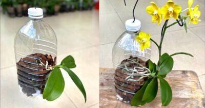 Так орхидея растет в естественной среде обитания: необычный способ посадки для обильного цветения - cpykami.ru