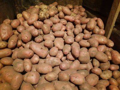 Елена Шимановская - Как правильно хранить картошку, чтобы она до лета оставалась вкусной: секреты хранения картофеля от опытного фермера - sadogorod.club