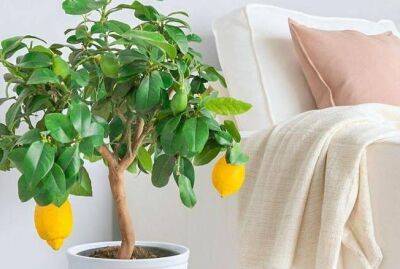 Как и чем оживить домашний лимон, если растение отказывается расти и плодоносить - sadogorod.club