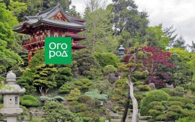10 традиционных растений для японского сада - sadogorod.club - Япония