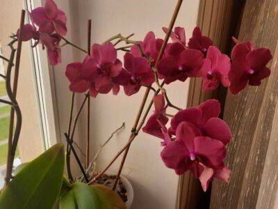 Одна чайная ложка – и любая орхидея пышно зацветет - sadogorod.club