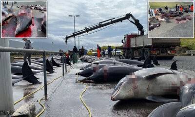 Жители Фарерских островов убили 100 дельфинов-афалин во время традиционной охоты - porosenka.net - Фарерские Острова