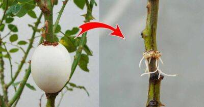 Уникальный способ укоренения роз с яйцами, который дает 100% результат - lifehelper.one
