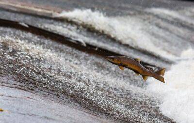 Странные дожди: как наловить рыбы... с неба? - shkolazhizni.ru - Индия - Греция - Эфиопия - Гондурас