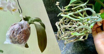 Необычный способ восстановления корней орхидеи без полива, оживет даже самый слабый цветок - cpykami.ru