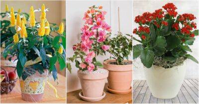 10 красивых комнатных растений, которые цветут круглый год - cpykami.ru