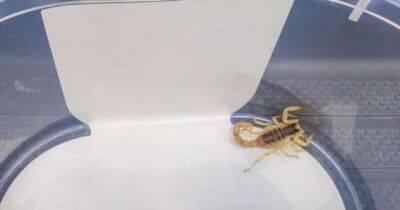 Туриста укусил скорпион, спрятавшийся в его багаже - chert-poberi.ru - Сша - Германия - штат Калифорния