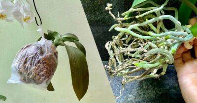 Необычный способ восстановления корней орхидеи без полива, оживет даже самый слабый цветок - lifehelper.one