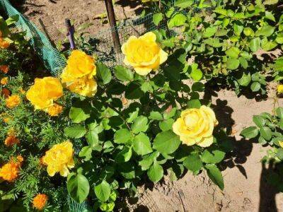 Елена Шимановская - Какие цветы не стоит высаживать рядом с розами: об этом должны знать все садоводы - sadogorod.club