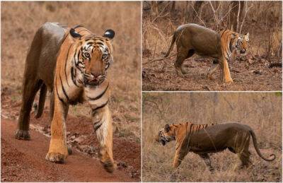 Двухцветный тигр стал наполовину невидимым после принятия грязевой ванны в Индии - porosenka.net - Индия
