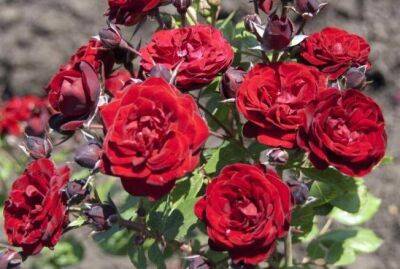 Какие цветы не стоит высаживать рядом с розами: об этом должны знать садоводы - sadogorod.club