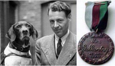 Как собака стала героем Второй мировой и единственным четвероногим военнопленным в истории - mur.tv