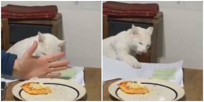 “Жадина!”: хозяин не дал коту стащить пирог со стола - mur.tv