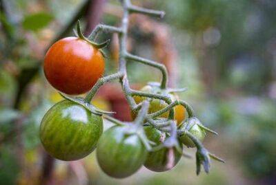 Можно ли на огороде сажать помидоры после капусты - sadogorod.club