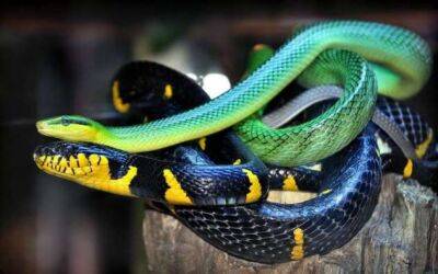 Странные мифы о змеях, из-за которых многие их боятся - chert-poberi.ru - Австралия