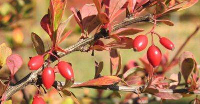 ФОТО. Осенняя красота: Коллекция барбариса в Национальном ботаническом саду в Саласпилсе - sadogorod.club - Латвия