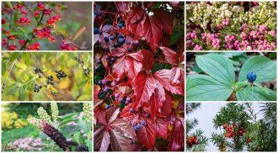 Осенние ядовитые и несъедобные ягоды, топ-15 красивых и опасных растений - sadogorod.club