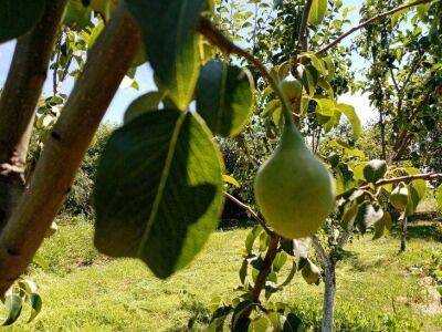 Октябрь – время сажать грушу: 5 тонкостей посадки дерева для лучшей приживаемости и хороших урожаев - sadogorod.club