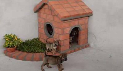 Дом для четвероногого друга: собачья будка из кирпича - milayaya.ru
