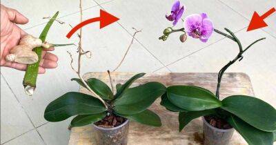 При таком уходе цветонос орхидеи больше не сохнет, а цветы появляются в два раза чаще - lifehelper.one