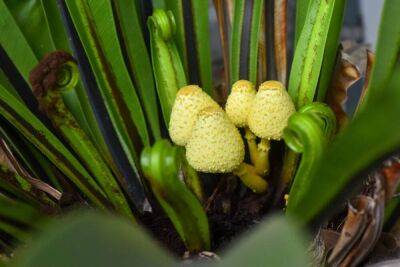 Причины появления грибов в комнатных растениях - sadogorod.club