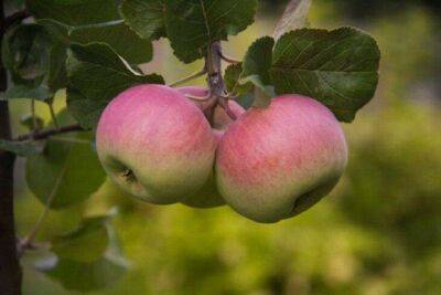 Почему у яблони мелкие плоды: 3 причины и способы решения - sadogorod.club