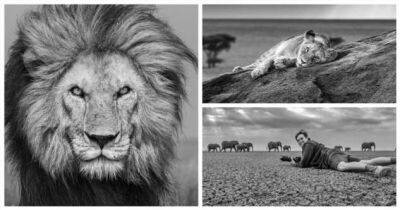 Фотограф снимает портреты самых свирепых хищников Африки с помощью удаленной камеры - chert-poberi.ru - Англия - Кения - Танзания