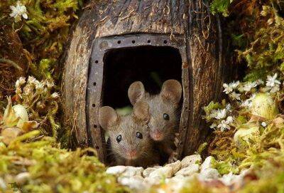 Фотограф обнаружил семью мышек на своём заднем дворе и решил построить им мини-деревню - lifehelper.one