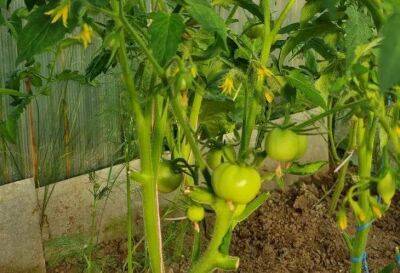 Елен Гутыро - Секрет, как вырастить ароматные и сладкие томаты: назван овощ для посадки на грядке - sadogorod.club