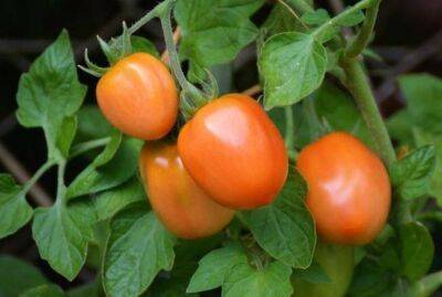 Можно ли сажать помидоры после клубники: оказывается, многие об этом не знают - sadogorod.club