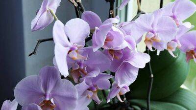 Орхидея уже давно не цветёт? Проведите простую процедуру, и она порадует вас чудесным цветением - lifehelper.one