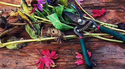 Осенняя обрезка яблони, малины, винограда, смородины, роз, клематисов и других садовых культур - sadogorod.club