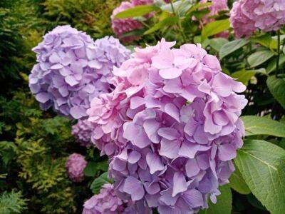 Как кислотность почвы влияет на цвет гортензии: когда цветки розовые, а когда – голубые - sadogorod.club