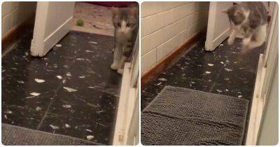 Котенок не оценил новый коврик в ванной - mur.tv