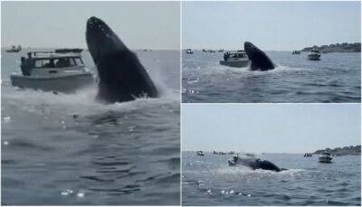 Огромный кит едва не перевернул рыбацкую лодку в Массачусетсе - porosenka.net - штат Массачусетс