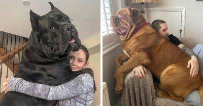 15 фотографий ну очень больших собак, глядя на которых хочется спросить хозяев: «И давно вы у него живёте?» - mur.tv