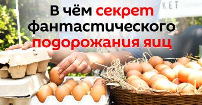 Названы все причины фантастического подорожания яиц - takprosto.cc - Украина