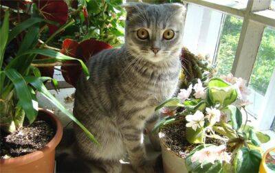 Кошки против растений: 7 советов, как защитить комнатные цветы от домашних питомцев - milayaya.ru