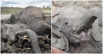 Обессиленные мать-слониха и детеныш застряли в грязи на несколько дней - mur.tv