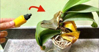 Чеснок и йод — 2 незаменимых средства для помощи орхидеям с гнилыми корнями и листьями - lifehelper.one