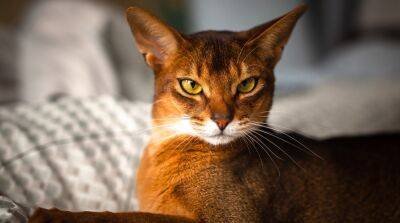 Абиссинская кошка: история породы, стандарт, распространение, болезни, уход и содержание - mur.tv - Сша - Англия - Эфиопия